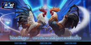 ไก่ชนกัมพูชา