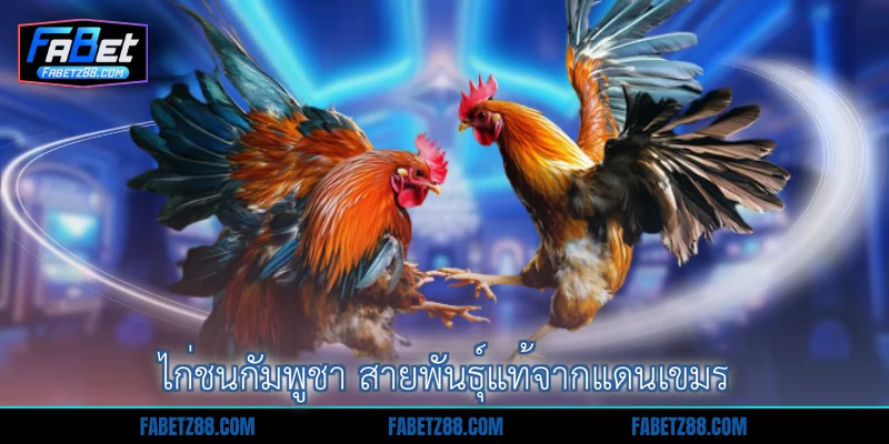ไก่ชนกัมพูชา สายพันธุ์แท้จากแดนเขมร