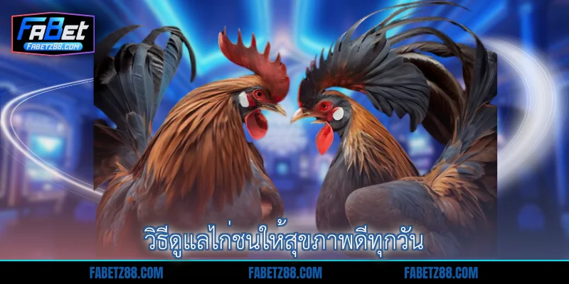 วิธีดูแลไก่ชนให้สุขภาพดีทุกวัน