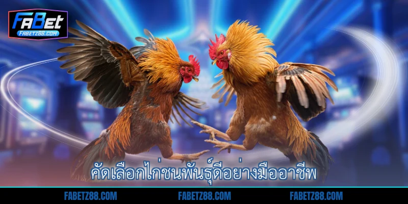 คัดเลือกไก่ชนพันธุ์ดีอย่างมืออาชีพ