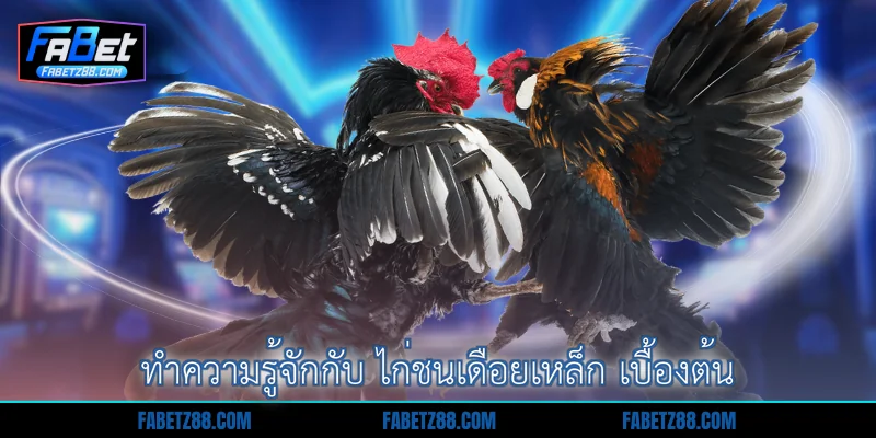 ทำความรู้จักกับ ไก่ชนเดือยเหล็ก เบื้องต้น